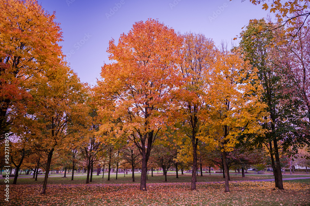 Colorful Public Park with Autumn Colors. Beautiful Autumn Nature