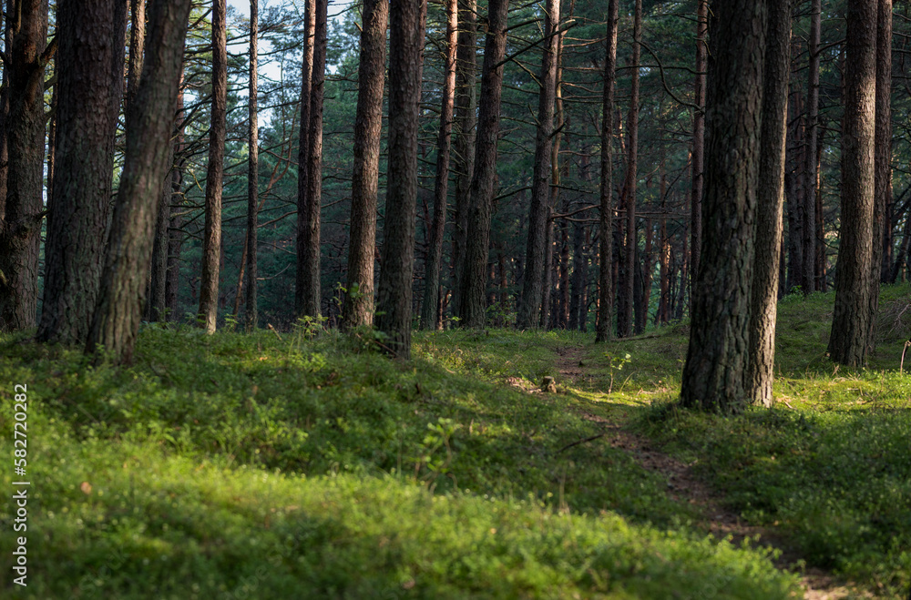 Morning Sunlight in Pinewood Forest. Trail, Forest Path in Background. Beautiful Morning Landscape View. Lithuania