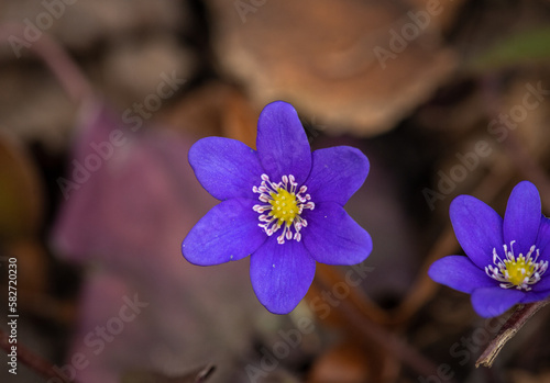 Common Hepatica or Anemone Hepatica, Blue Blossom Wild Flower. Violet Purple Hepatica Nobilis, First Spring Flower in the Blurred Background of Nature.