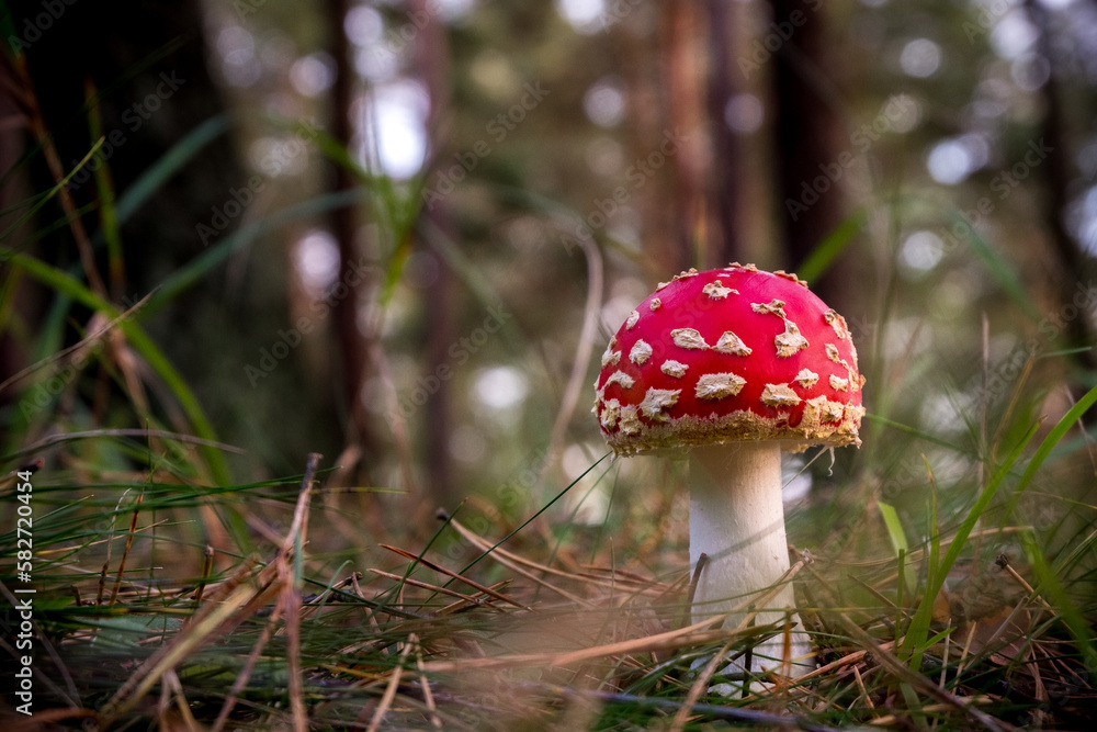 Amanita muscaria Fly Agaric Mushroom Amanita muscaria Fly Agaric Mushroom