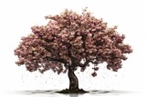 lilac tree isolated on white background