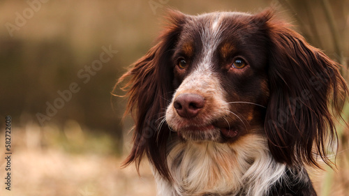 Spaniel grimaces