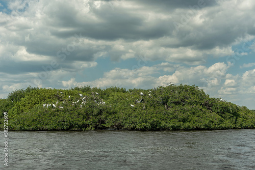 Caloosahatchee river in Fort Myers and Pelicans Birds on tree. photo