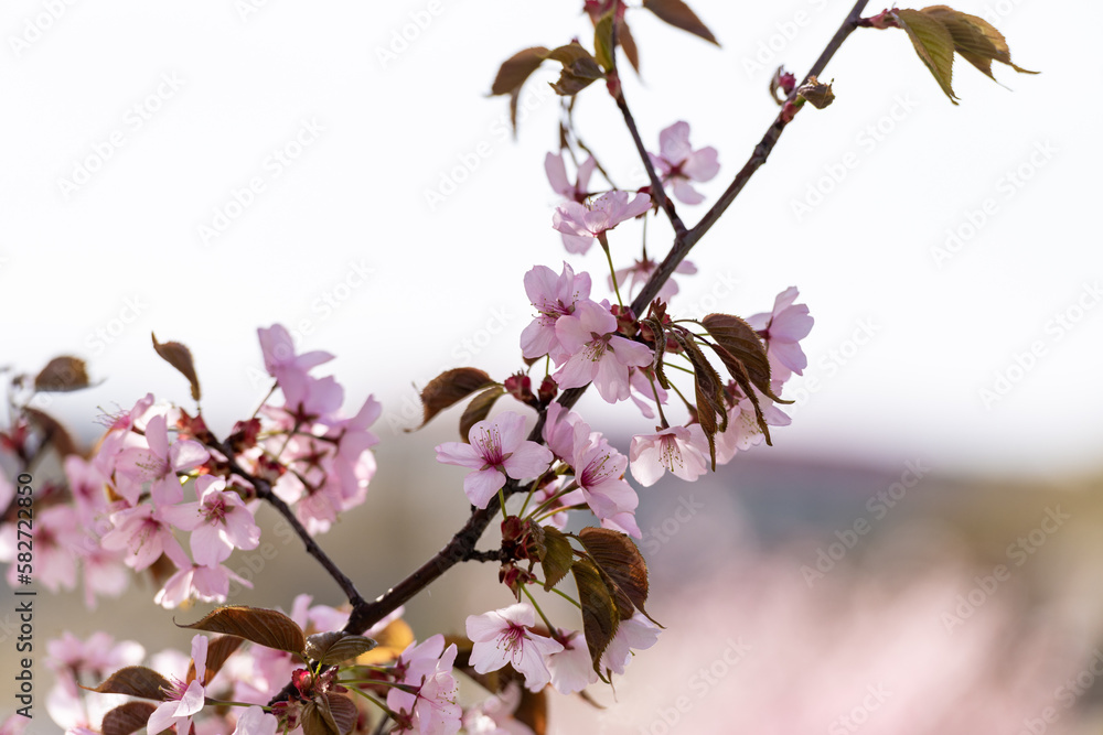 Blooming Purple Red Sakura Tree Garden in Spring. Blurry Background. Blooming Purple Red Sakura Tree Garden in Spring. Blurry Background.