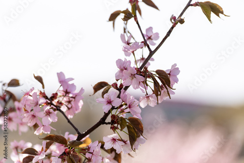 Blooming Purple Red Sakura Tree Garden in Spring. Blurry Background.