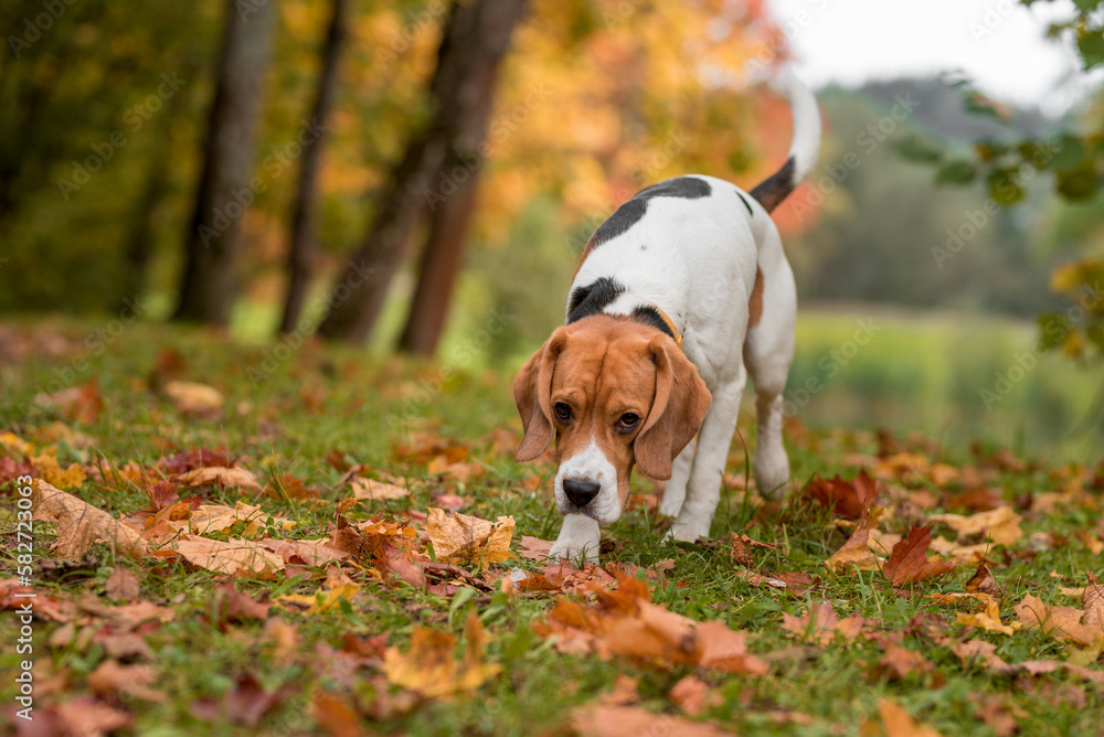 Beagle Dog Walks on the grass. Autumn Leaves in Background.