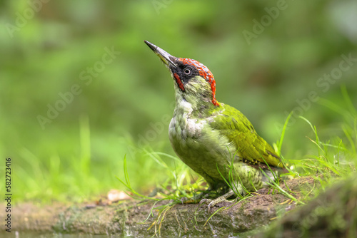 European Green Woodpecker on tree photo