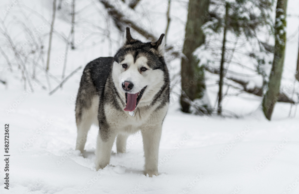 Young Alaskan Malamute Dog Standing in Snowy Forest. Portrait with Open Mouth