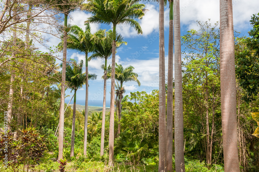 Obraz premium Jungle and Palm Forest in Barbados. Blue Sky.