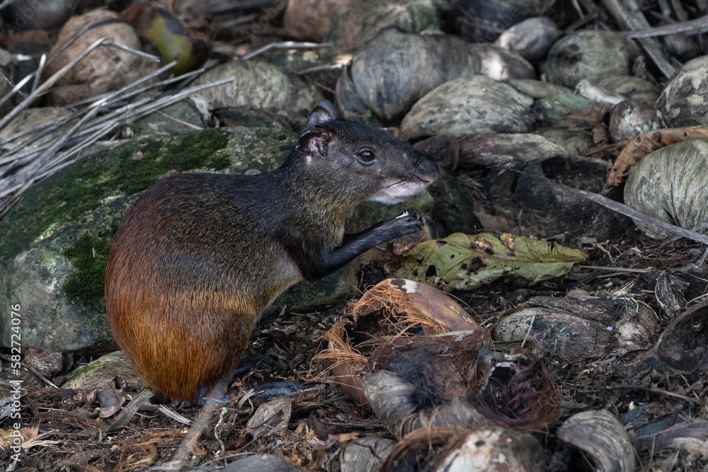 Agouti, Ile Royale, Guyane