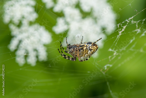 Spider and Web. Macro, Shallow Depth of Field.