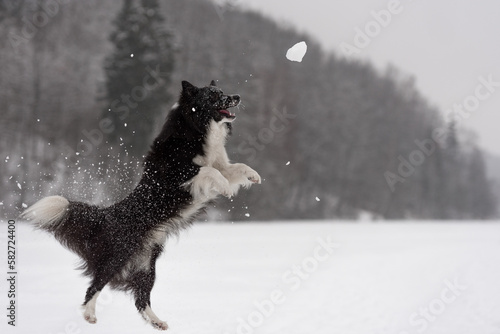 Border Collie Dog Playing with Snow. Frozen Lake. Winter Background.