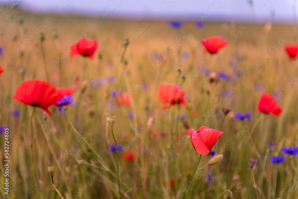 Meadow with beautiful bright red poppy flowers Meadow with beautiful bright red poppy flowers