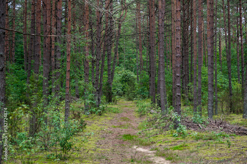 Forest with Trees and Moss in Background. Lithuania.