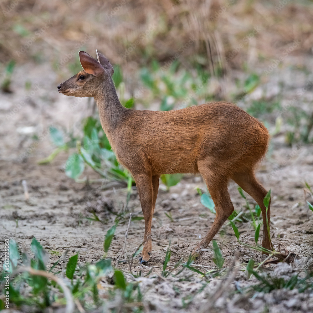 Gray Brocket,Mazama gouazoubira,Mato Grosso, Brazil Gray Brocket,Mazama gouazoubira,Mato Grosso, Brazil
