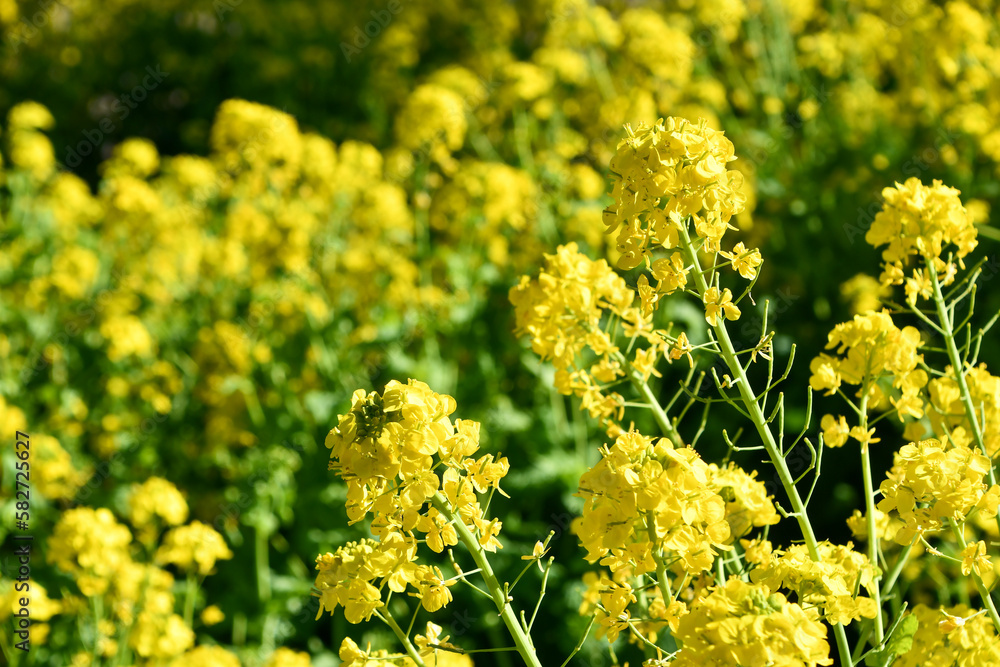 Fototapeta premium 菜の花