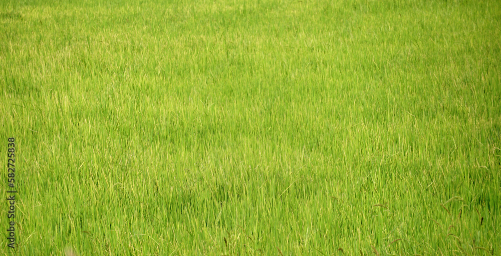 green rice field, nature abstract background, rice plant