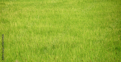 green rice field, nature abstract background, rice plant