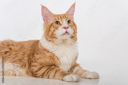 Curious Maine Coon Cat Sitting on the White Table with Reflection. White Background. Looking Up. Portrait.