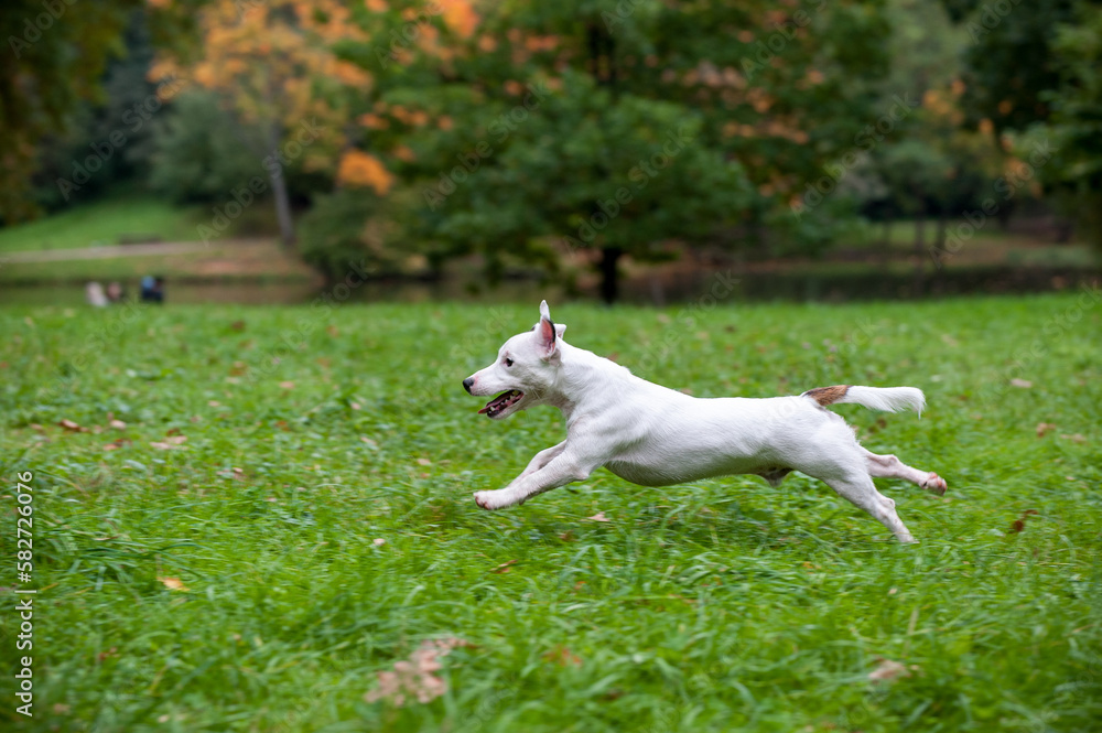 Happy Jack Russell Terrier Dog Running on the Grass Happy Jack Russell Terrier Dog Running on the Grass