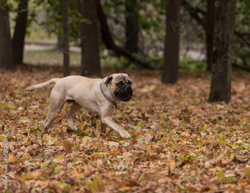 Bullmastiff dog is running in the park.