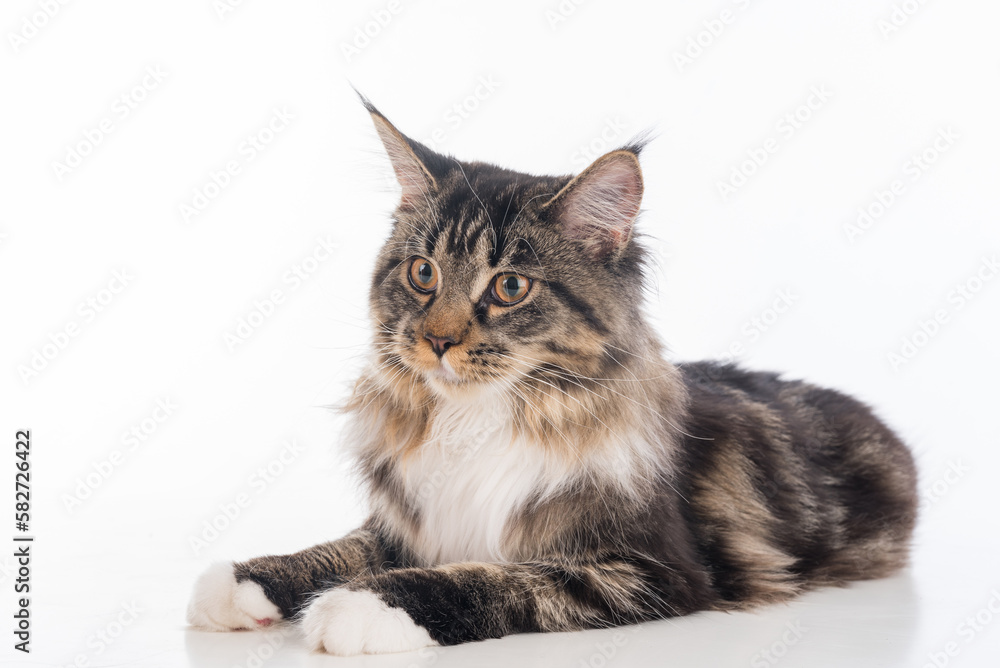 Curious Gray Maine Coon Cat Lying on White Desk with Reflection. White Background. Portrait.
