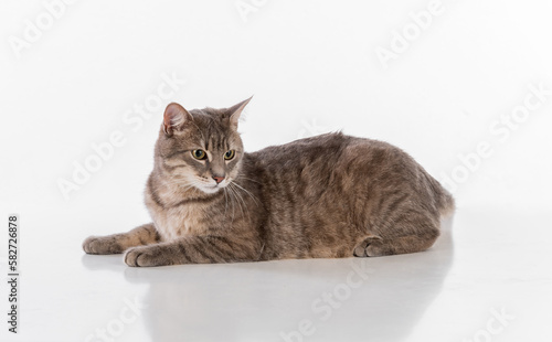 Gray Hairy Cat Sitting on the White Background with Reflection