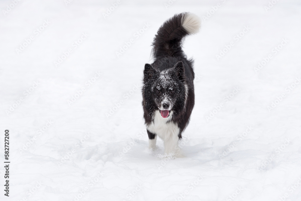 Open Mouth Border Collie Dog on the snow. Winter. Open Mouth Border Collie Dog on the snow. Winter.