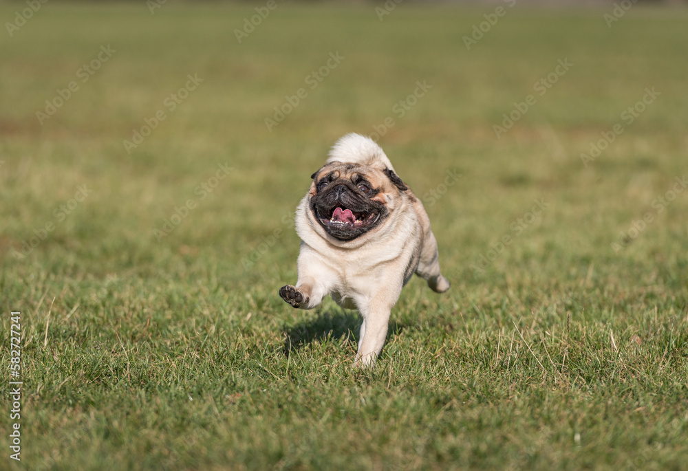 Pug Dog Is Running. Happy Face. Open Mouth. Tongue Out. Pug Dog Is Running. Happy Face. Open Mouth. Tongue Out.