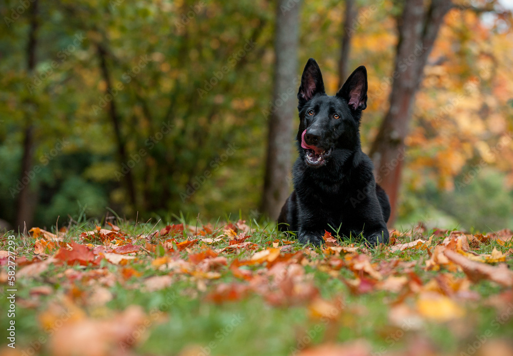 Black German Shepherd Dog Lying on the grass. Autumn Leaves in Background. Open Mouth, Tongue Out.