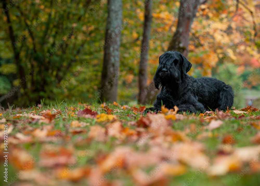 The Giant Schnauzer breed dog Lying on the grass. Also known as Riesenschnauzer. Autumn Background The Giant Schnauzer breed dog Lying on the grass. Also known as Riesenschnauzer. Autumn Background