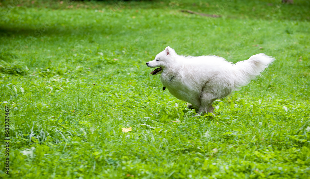 Obraz premium Happy Samoyed Dog Running on the grass