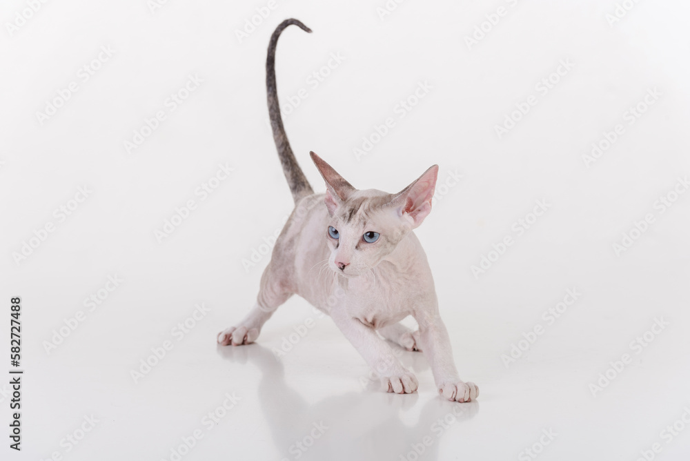 Curious Bright Very Young Peterbald Sphynx Cat Standing on the white table with reflection. Ready to Attack
