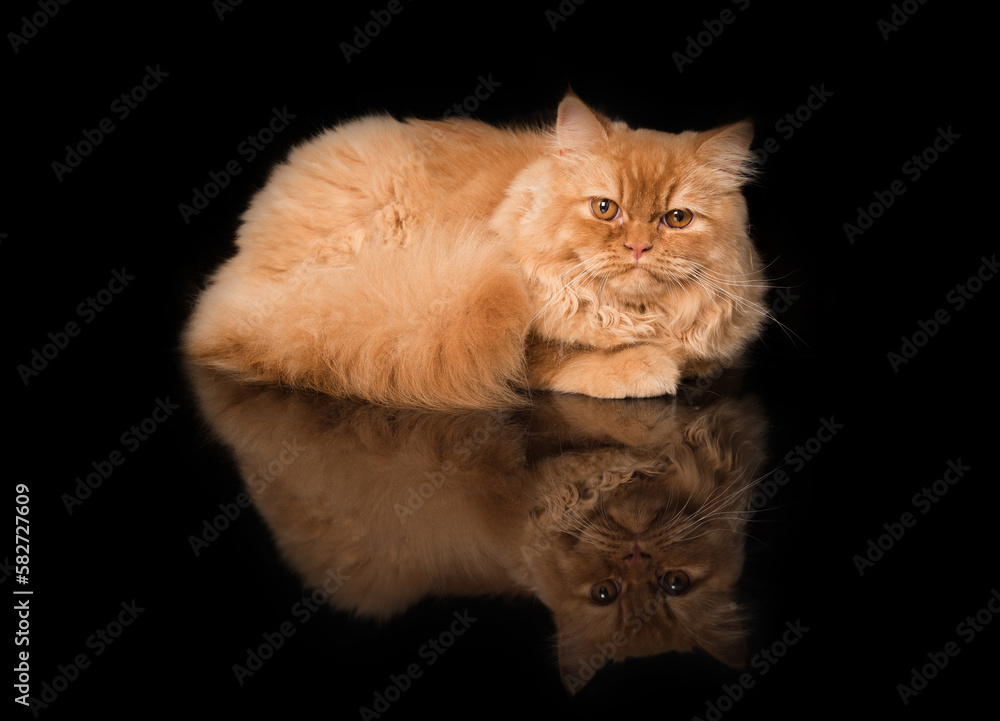 Curious British Longhair Cat Lying on the black desk with reflection. Black background.