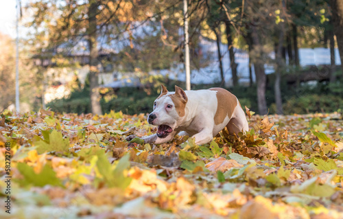 American Bulldog is Running on autumn Ground. Try To Catch a Ball.
