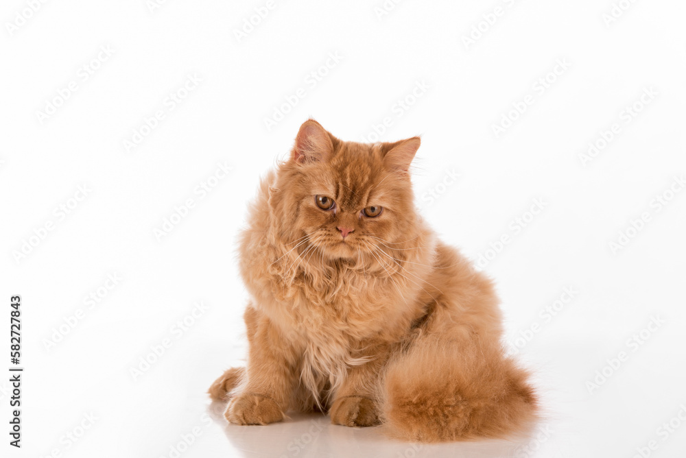 Curious British Longhair Cat Sitting on the white desk.