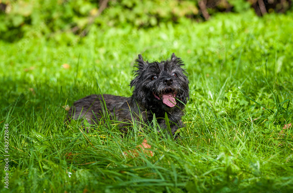Cairn Terrier Dog on the grass
