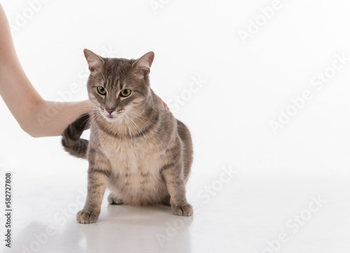 Gray Cat Sitting on the White Background and Woman Hand Touch