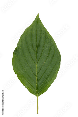 Green Leaf Isolated on White Background.