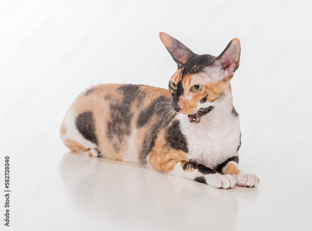 Curious Cornish Rex Cat Lying on the White Desk. White Background