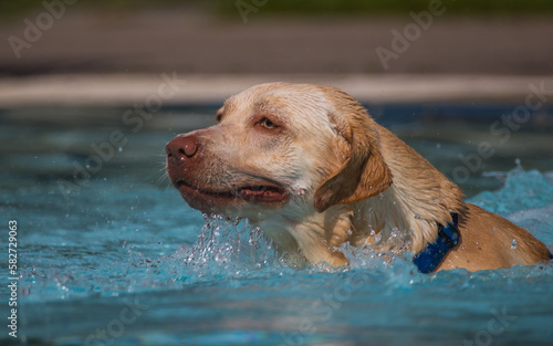 Heller Labrador Hund schwimmt im Wasser im Freibad in Nagold beim Hundebadetag. Baden-Württemberg, Nordschwarzwald, Nagoldtal photo