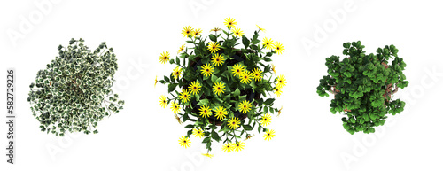 decorative flowers and plants for the interior  top view  isolated on white background  3D illustration  cg render 