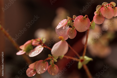Small pinkish flowers of a houseplant close-up