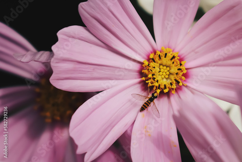 A dramatic closeup of a Japanese honey bee collecting pollen from a Pink cosmos flower. Floral wallpaper. Soft blurred style. Romantic vintage