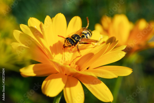 natural scenery, close-up of a wasp on a marigold flower © Aija Freiberga