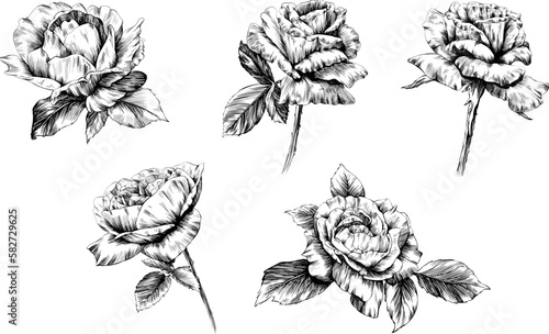 Wallpaper Mural Rose flower isolated on white. hand drawn vintage illustration. Torontodigital.ca