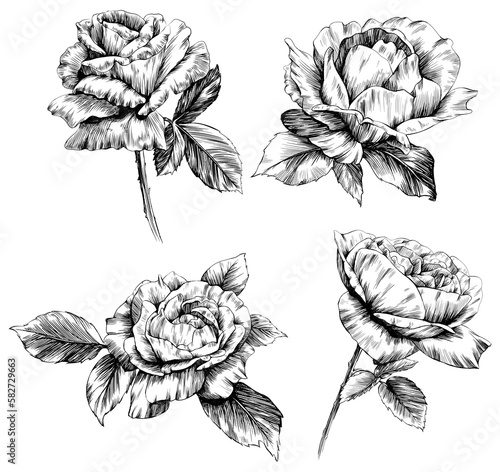 Rose flower isolated on white. hand drawn vintage illustration.