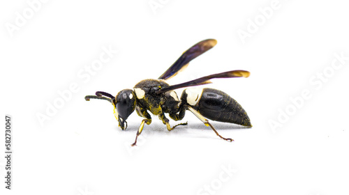 Fotografija Euodynerus bidens - two toothed Eumenine mason wasp