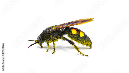 Large Four spotted Scoliid Wasp - Pygodasis quadrimaculata - female adult side profile view isolated on white background © Chase D’Animulls