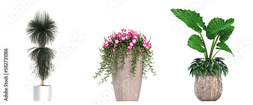 decorative flowers and plants for the interior, isolated on white background, 3D illustration, cg render 